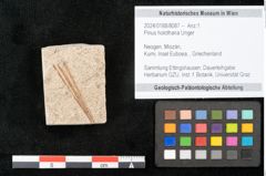 Foto (Objekt + Etikett) von Pinus holothana Unger (NHMW-GEO-2024-0188-8087)